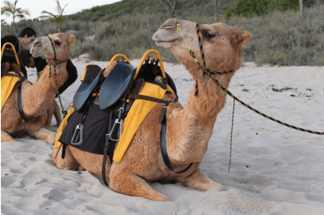 Camel Ride in Agadir
