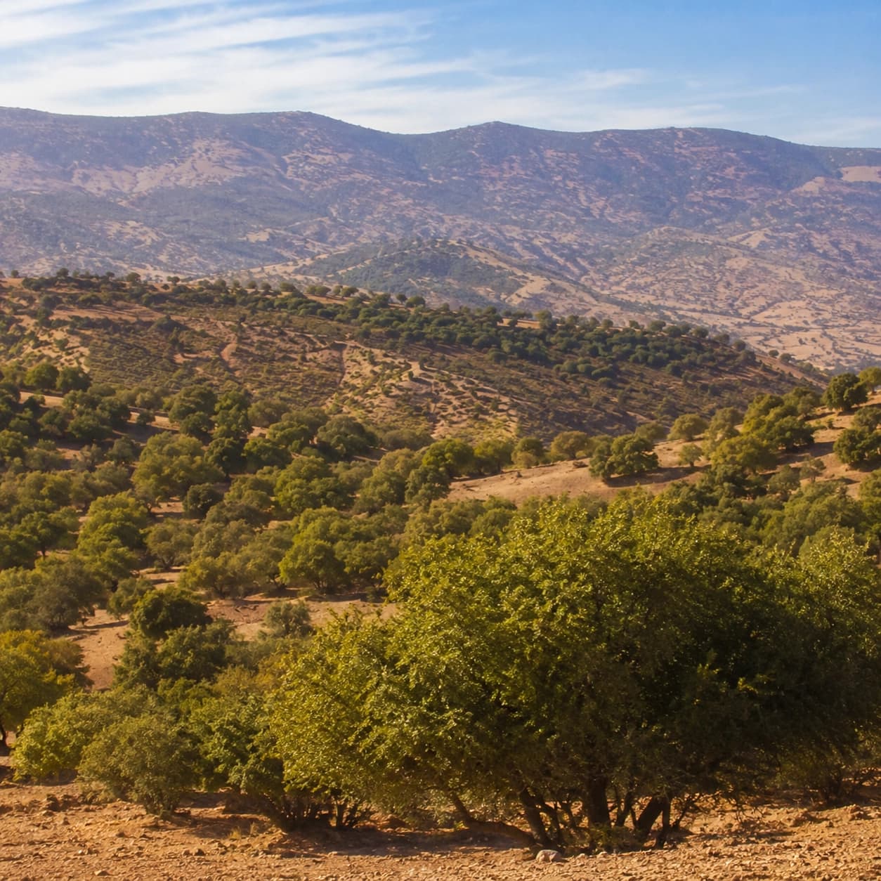 Argan hills