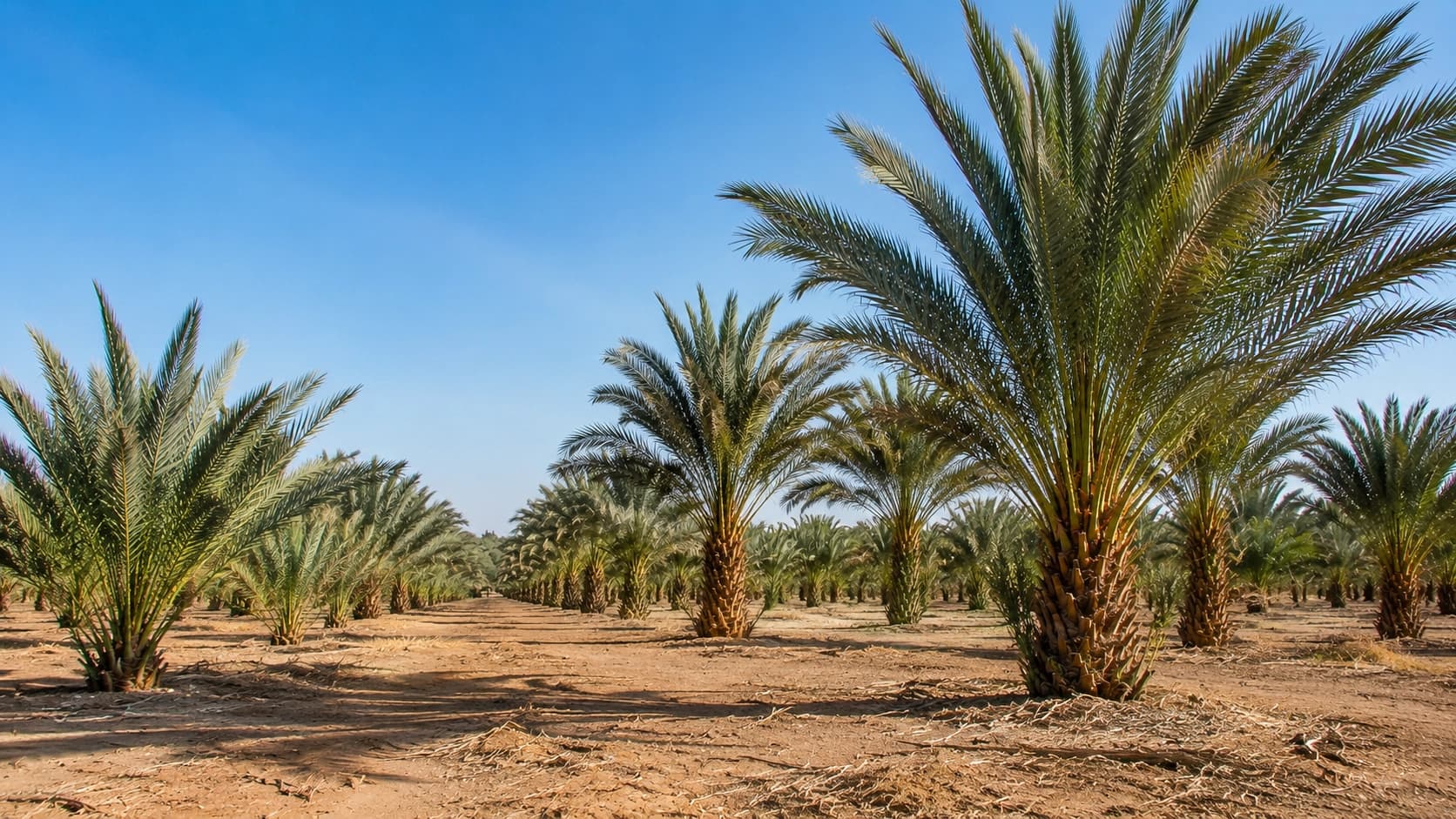 Ait Mansour palms