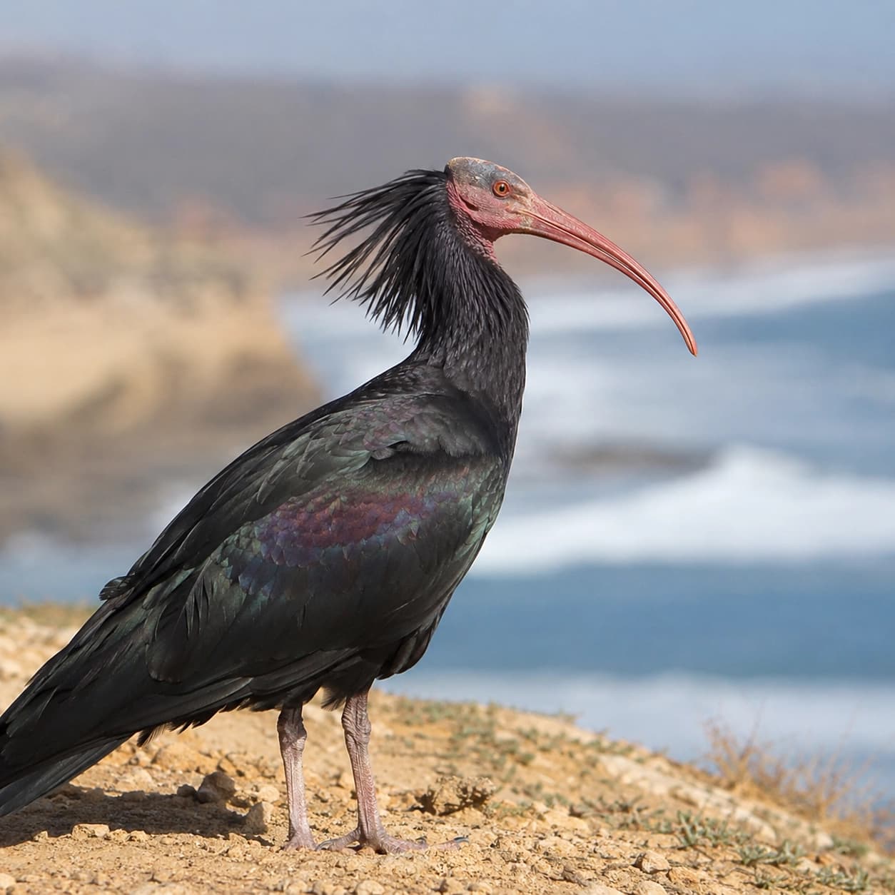bald ibis